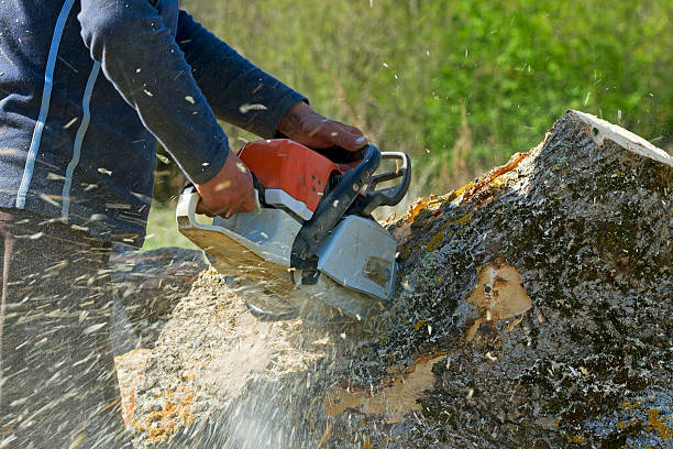 Trusted Cameron Park, TX Tree Removal Experts