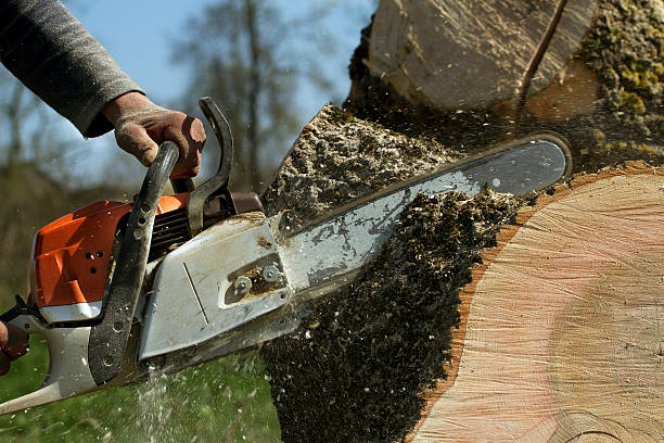 Best Lawn Maintenance Plans  in Cameron Park, TX